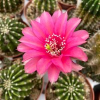 Echinopsis-Hybr. Belle Rose Rheingold 213