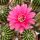 Echinopsis-Hybr. Belle Rose Rheingold 213