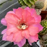Echinopsis-Hybr. Bolero Rheingold 268