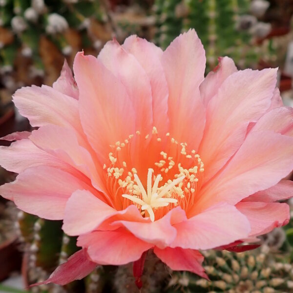 Echinopsis-Hybr. Fair Lady Rheingold 277