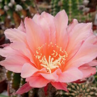 Echinopsis-Hybr. Fair Lady Rheingold 277