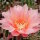 Echinopsis-Hybr. Fair Lady Rheingold 277