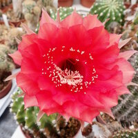 Echinopsis-Hybr. Flirt Rheingold 294