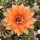 Echinopsis-Hybr. Goldst&uuml;ck Rheingold 209