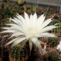 Echinopsis-Hybr. Haku-jo