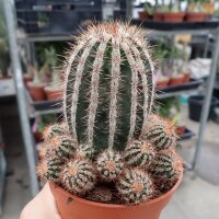 Echinopsis-Hybr. Haku-jo
