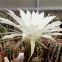 Echinopsis-Hybr. Haku-jo