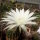 Echinopsis-Hybr. Haku-jo