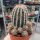Echinopsis-Hybr. Haku-jo