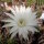 Echinopsis-Hybr. Haku-jo