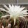 Echinopsis-Hybr. Haku-jo