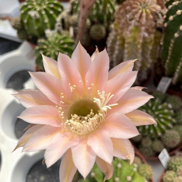 Echinopsis-Hybr. Margot Fonteyn