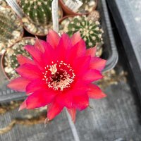 Echinopsis-Hybr. Kardinal Rheingold 201