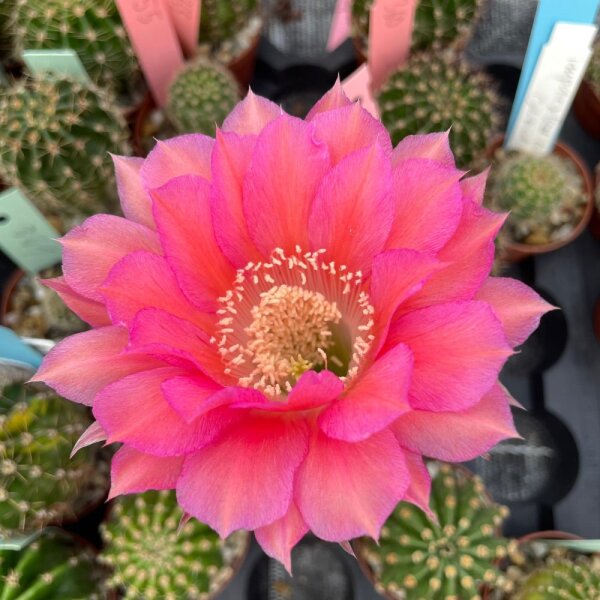 Echinopsis-Hybr. Karo Bube Rheingold 243