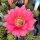 Echinopsis-Hybr. Karo Bube Rheingold 243