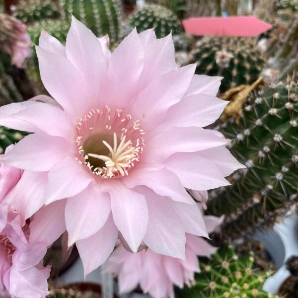 Echinopsis-Hybr. Lachs Paramount Pa 1