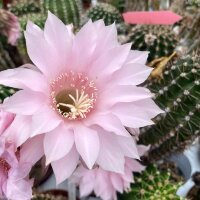 Echinopsis-Hybr. Lachs Paramount Pa 1