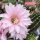 Echinopsis-Hybr. Lachs Paramount Pa 1
