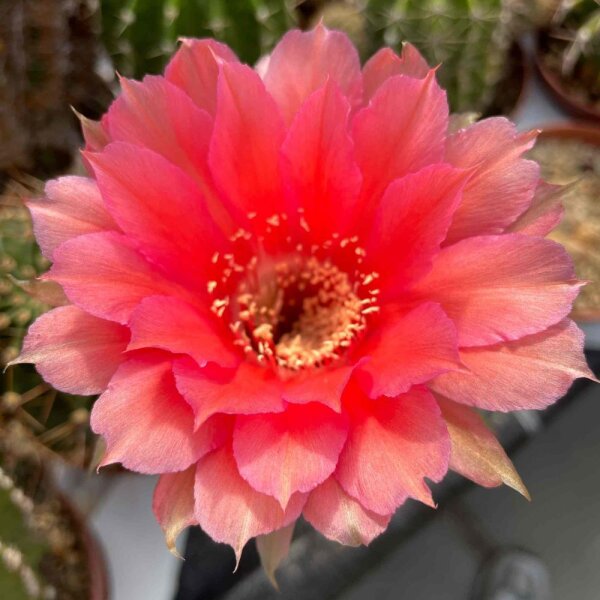 Echinopsis-Hybr. Love Story Rheingold 230
