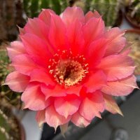 Echinopsis-Hybr. Love Story Rheingold 230