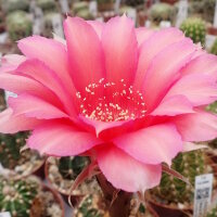 Echinopsis-Hybr. Love Story Rheingold 230