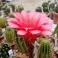 Echinopsis-Hybr. Love Story Rheingold 230