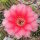 Echinopsis-Hybr. Love Story Rheingold 230