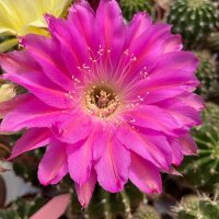 Echinopsis-Hybr. Maria Piazza x Beautiful Dreamer