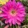 Echinopsis-Hybr. Maria Piazza x Beautiful Dreamer