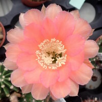 Echinopsis-Hybr. Passo CM 22 Dharanha