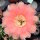 Echinopsis-Hybr. Passo CM 22 Dharanha