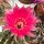 Echinopsis-Hybr. Rosita Rheingold 269