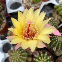 Echinopsis-Hybr. K1