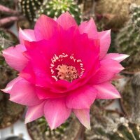 Echinopsis-Hybr. Serenade Rheingold 235
