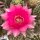 Echinopsis-Hybr. Serenade Rheingold 235