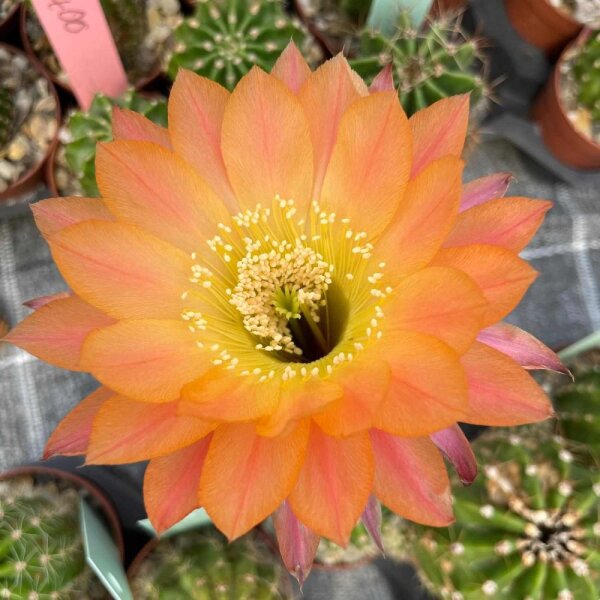 Echinopsis-Hybr. Daydream Schick Hybride