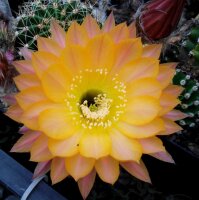 Echinopsis-Hybr. Daydream Schick Hybride