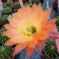 Echinopsis-Hybr. Daydream Schick Hybride
