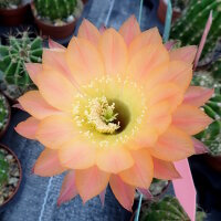 Echinopsis-Hybr. Daydream Schick Hybride