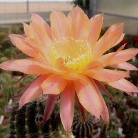 Echinopsis-Hybr. Daydream Schick Hybride