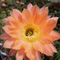 Echinopsis-Hybr. Daydream Schick Hybride