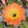 Echinopsis-Hybr. Daydream Schick Hybride