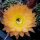 Echinopsis-Hybr. Daydream Schick Hybride