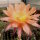 Echinopsis-Hybr. Daydream Schick Hybride
