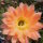 Echinopsis-Hybr. Daydream Schick Hybride