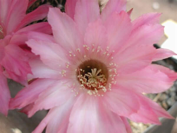 Echinopsis-Hybr. Unschuld vom Lande Uebelmann 3217