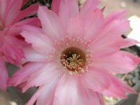 Echinopsis-Hybr. Unschuld vom Lande Uebelmann 3217