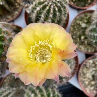 Echinopsis-Hybr.  Gelbe Unschuld