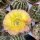 Echinopsis-Hybr.  Gelbe Unschuld