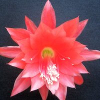 Epiphyllum-Hybr. Ackermann